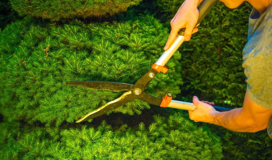 Hedge Trimming
